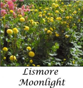 Pompon Lismore Moonlight.jpg